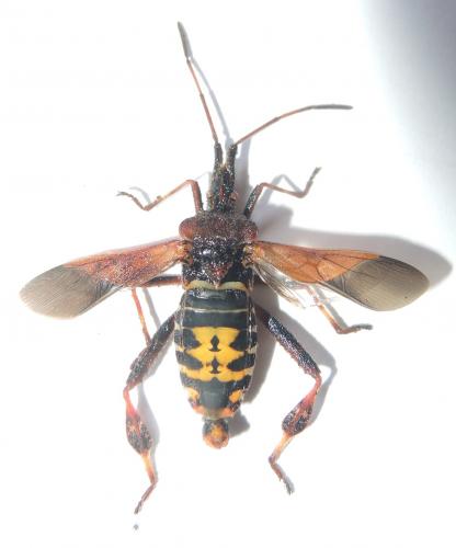 Leptoglossus occidentalis